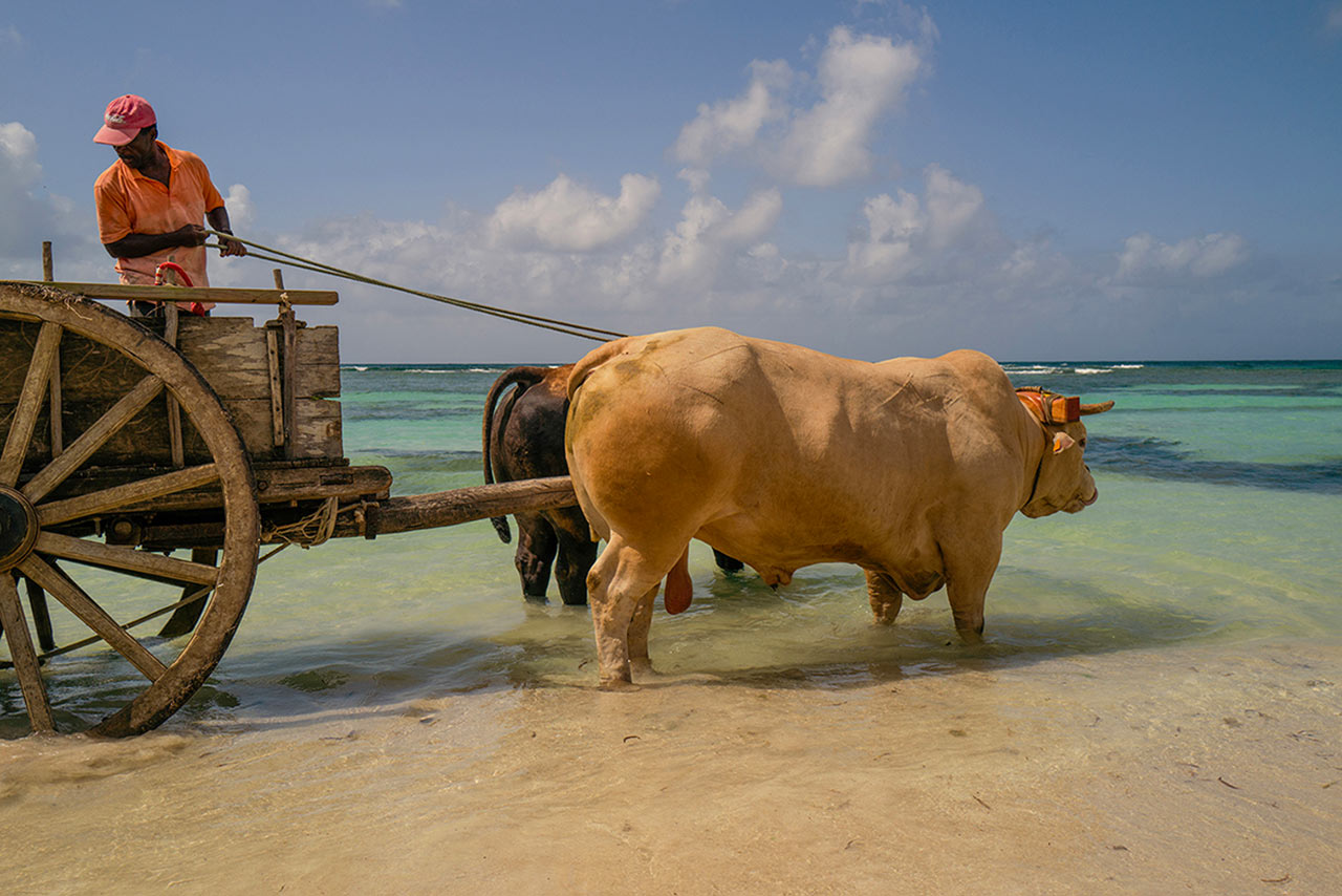 Boeuf Tirant, Sainte-Anne Guadeloupe 2022