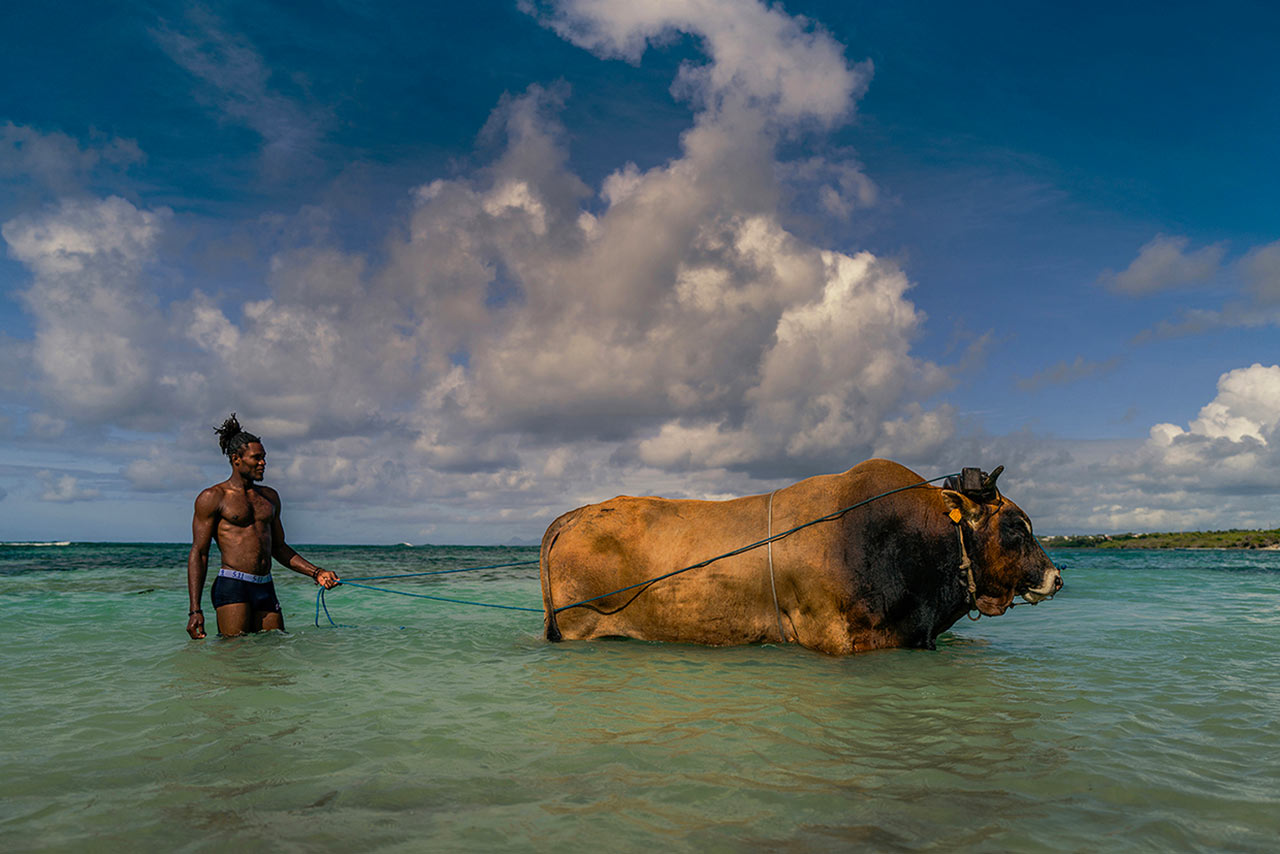 Boeuf Tirant, Sainte-Anne Guadeloupe 2022